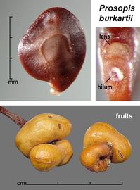   Fruit, seed:     Prosopis burkartii,  seed (upper left) with pleurogram visible; Photo by J. Scher, Federal Noxious Weed Disseminules of the US
